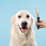 Calm,Labrador,Dog,On,Grooming,Procedure,,Woman,Holding,Comb,With
