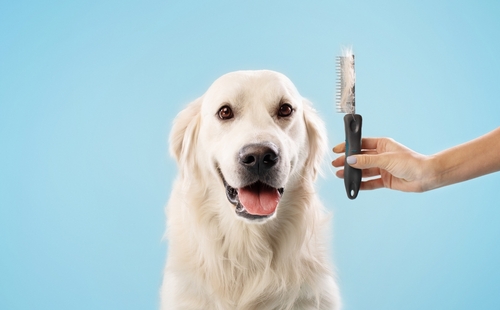 Calm,Labrador,Dog,On,Grooming,Procedure,,Woman,Holding,Comb,With
