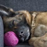 dog-2817560_1280