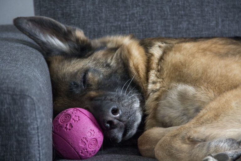 dog-2817560_1280